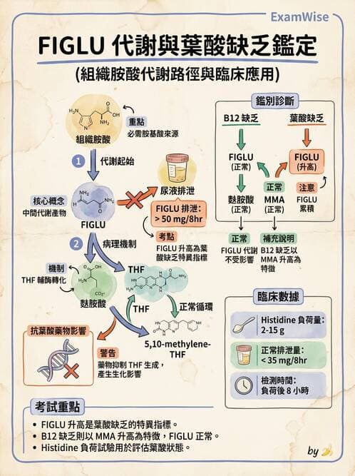 醫檢師 - 貧血診斷與營養缺乏性貧血 - AI 圖文解析預覽