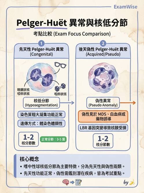 醫檢師 - 白血球生理與形態 - AI 圖文解析預覽