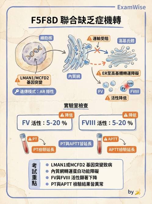 醫檢師 - 出血性疾病與檢驗 - AI 圖文解析預覽