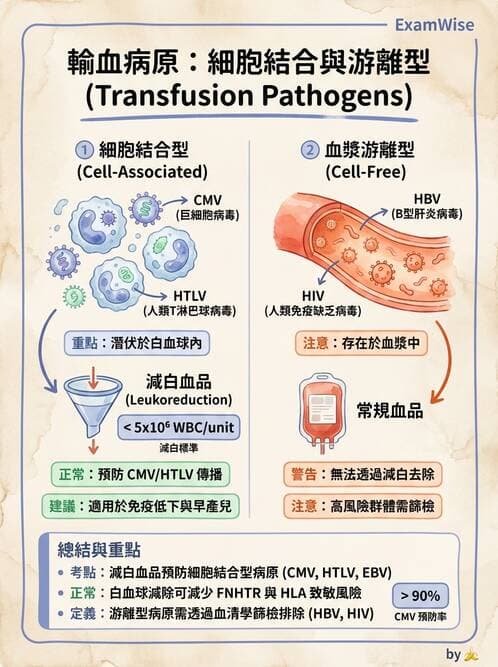 醫檢師 - 血液成分製備與輸血檢查 - AI 圖文解析預覽