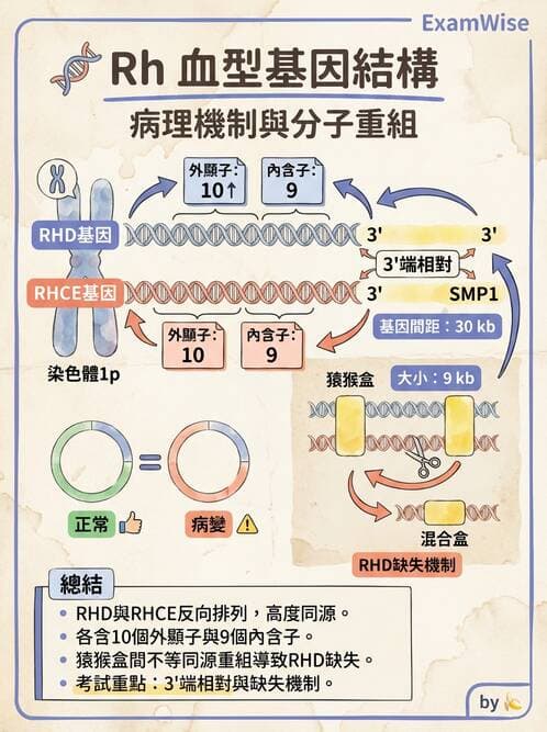 醫檢師 - 紅血球抗原與血型系統 - AI 圖文解析預覽