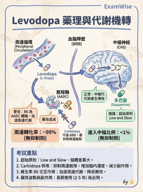 專師 - 神經退化與免疫疾病 - AI 圖文解析預覽