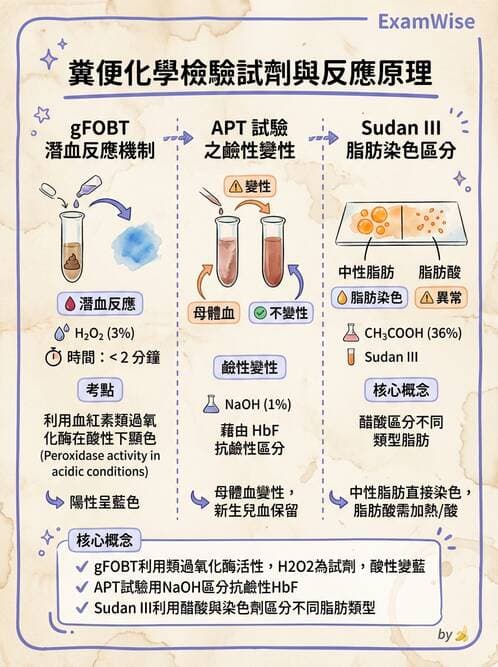 醫檢師 - 糞便常規檢查 - AI 圖文解析預覽