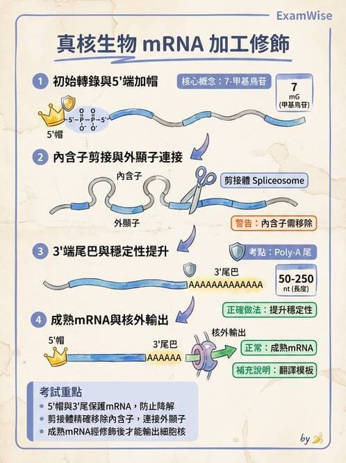 醫檢師 - 基礎分子生物學 - AI 圖文解析預覽