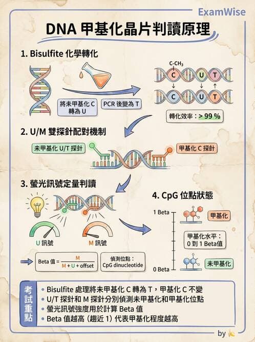 醫檢師 - 定序電泳與表觀分析 - AI 圖文解析預覽