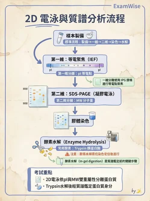 醫檢師 - 分子鑑定與應用技術 - AI 圖文解析預覽