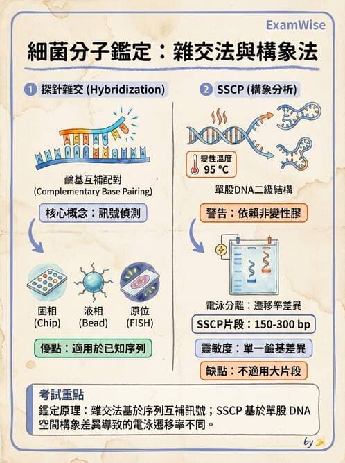 醫檢師 - 分子鑑定與應用技術 - AI 圖文解析預覽