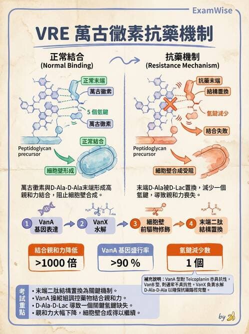 醫檢師 - 感染症分子檢驗 - AI 圖文解析預覽