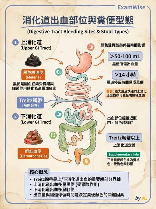 醫檢師 - 糞便常規檢查 - AI 圖文解析預覽