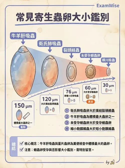醫檢師 - 寄生蟲檢查-蠕蟲類 - AI 圖文解析預覽