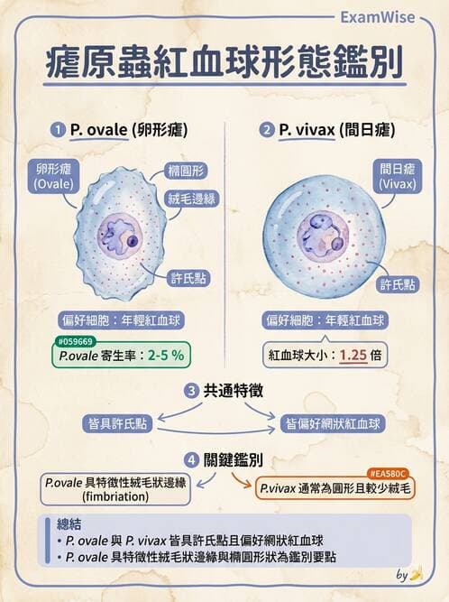 醫檢師 - 寄生蟲檢查-原蟲類 - AI 圖文解析預覽
