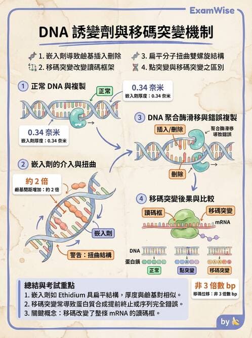 醫檢師 - 基礎分子生物學 - AI 圖文解析預覽