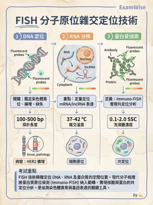 醫檢師 - 雜交探針與晶片技術 - AI 圖文解析預覽