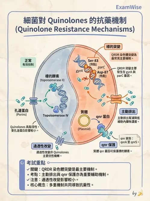醫檢師 - 感染症分子檢驗 - AI 圖文解析預覽