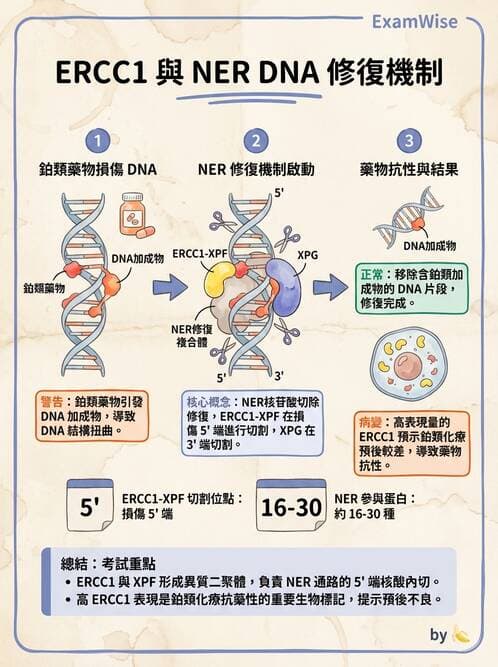 醫檢師 - 腫瘤疾病基因檢測 - AI 圖文解析預覽