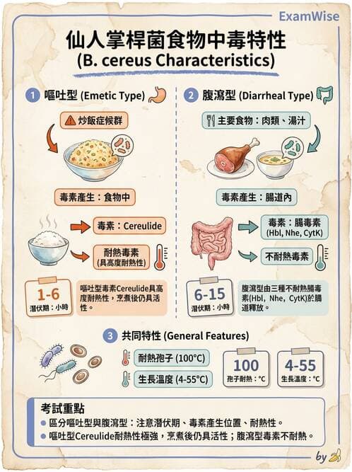 醫檢師 - 鏈球菌與其他革蘭氏陽性桿菌 - AI 圖文解析預覽
