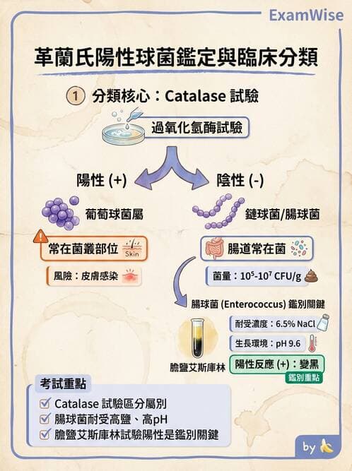 醫檢師 - 葡萄球菌與腸球菌 - AI 圖文解析預覽