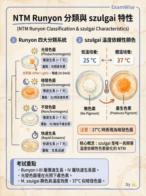 醫檢師 - 分枝桿菌 - AI 圖文解析預覽