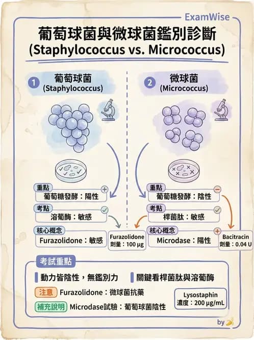 醫檢師 - 葡萄球菌與腸球菌 - AI 圖文解析預覽