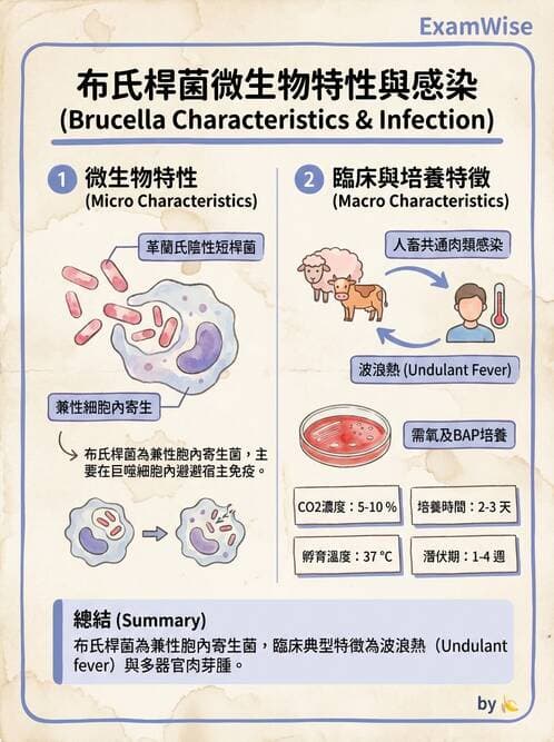 醫檢師 - 奈瑟菌與挑剔性革蘭氏陰性菌 - AI 圖文解析預覽