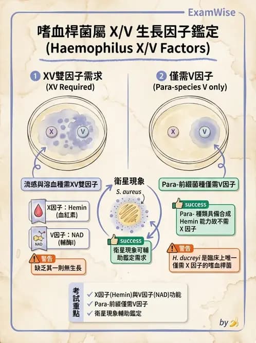 醫檢師 - 奈瑟菌與挑剔性革蘭氏陰性菌 - AI 圖文解析預覽