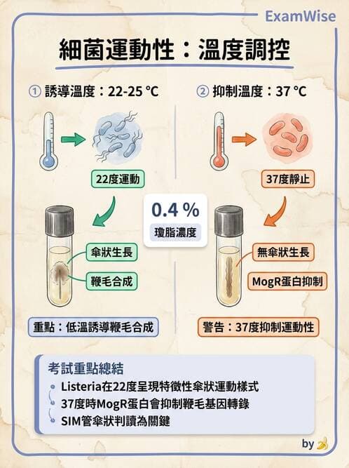 醫檢師 - 其他腸內菌科 - AI 圖文解析預覽