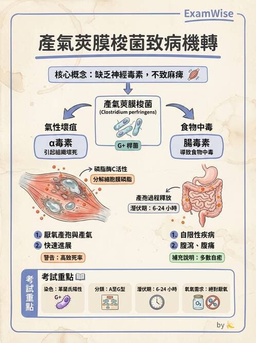 醫檢師 - 厭氧菌 - AI 圖文解析預覽