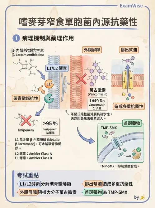 醫檢師 - 抗藥性機制 - AI 圖文解析預覽