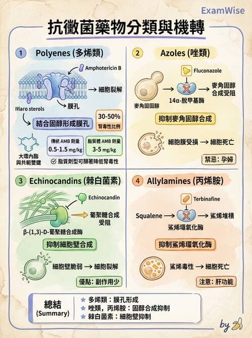 醫檢師 - 真菌診斷與治療 - AI 圖文解析預覽