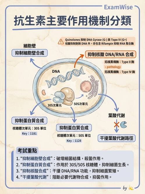 醫檢師 - 抗微生物製劑 - AI 圖文解析預覽