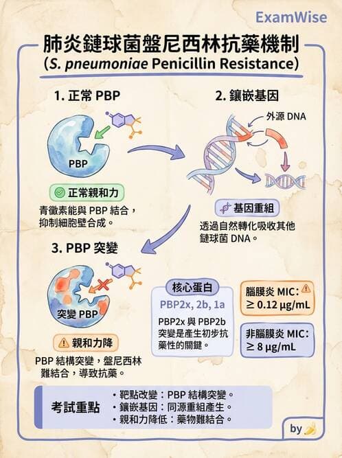 醫檢師 - 抗藥性機制 - AI 圖文解析預覽
