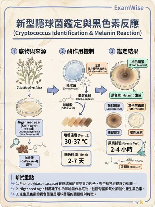 醫檢師 - 真菌診斷與治療 - AI 圖文解析預覽