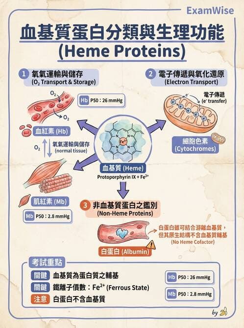 醫檢師 - 血清蛋白與蛋白質檢測 - AI 圖文解析預覽