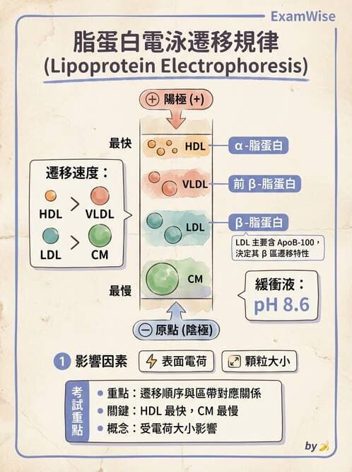 醫檢師 - 脂蛋白分類與臨床應用 - AI 圖文解析預覽