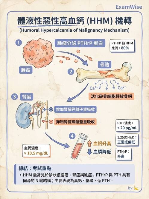 醫檢師 - 電解質與微量元素 - AI 圖文解析預覽