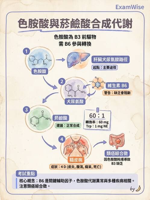 醫檢師 - 維生素 - AI 圖文解析預覽