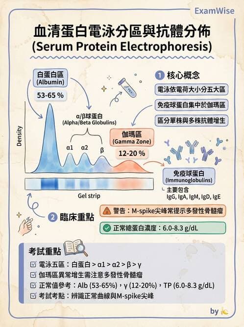 醫檢師 - 血清蛋白與蛋白質檢測 - AI 圖文解析預覽