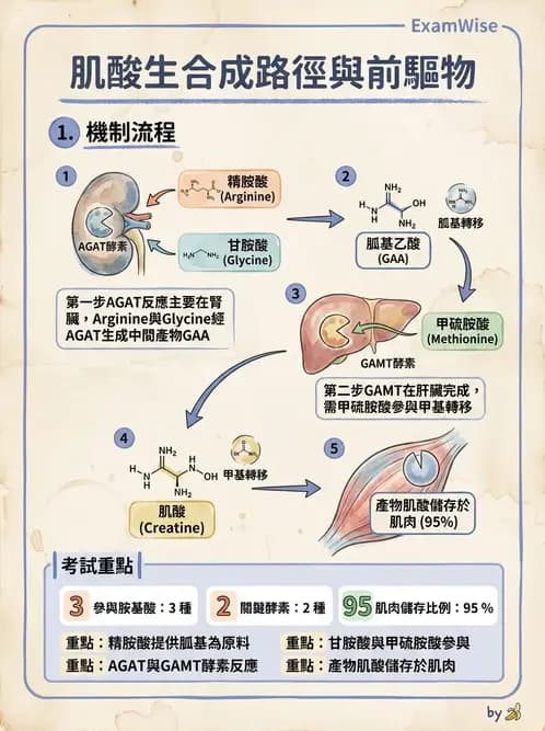 醫檢師 - 胺基酸代謝與先天性疾病 - AI 圖文解析預覽