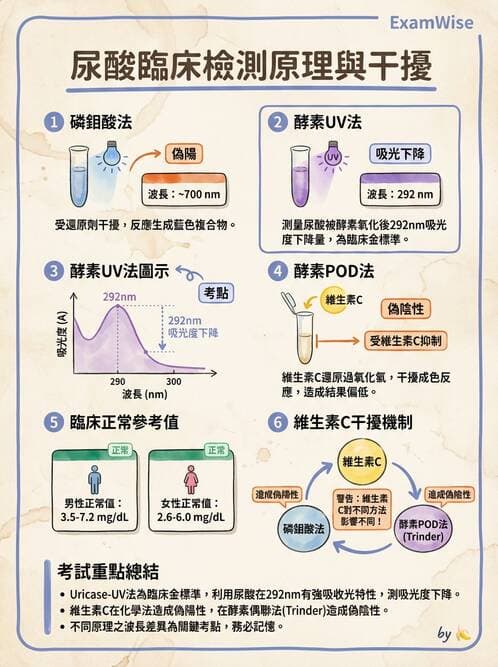 醫檢師 - 腎臟機能與代謝評估 - AI 圖文解析預覽