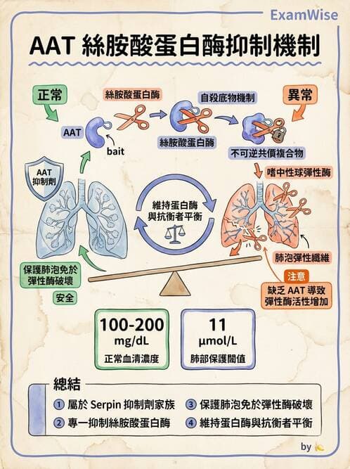 醫檢師 - 血清蛋白與蛋白質檢測 - AI 圖文解析預覽
