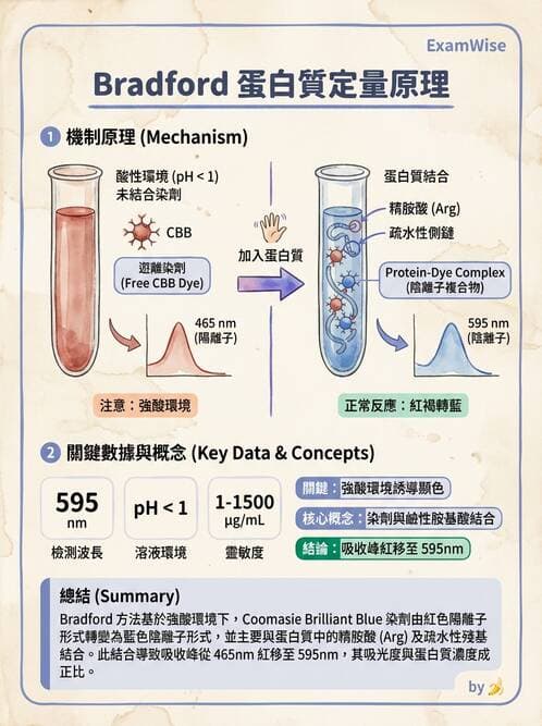 醫檢師 - 血清蛋白與蛋白質檢測 - AI 圖文解析預覽