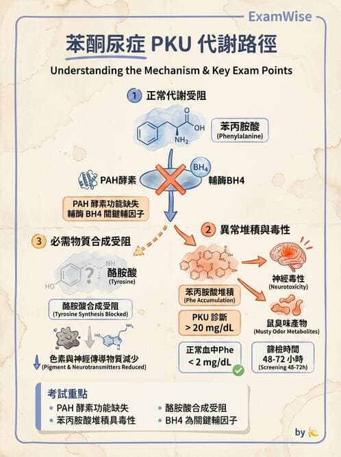 醫檢師 - 胺基酸代謝與先天性疾病 - AI 圖文解析預覽