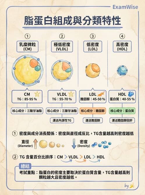 醫檢師 - 脂蛋白分類與臨床應用 - AI 圖文解析預覽