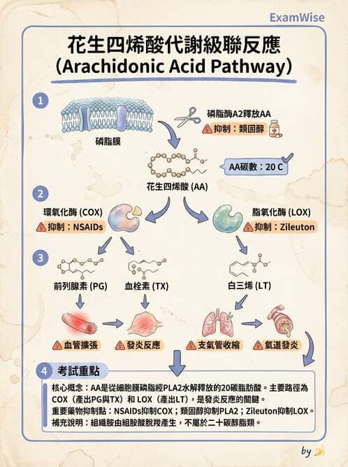醫檢師 - 脂質代謝與酮體 - AI 圖文解析預覽