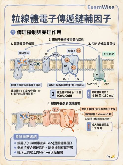 醫檢師 - 電解質與微量元素 - AI 圖文解析預覽