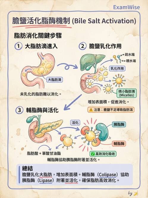 醫檢師 - 肝臟機能與胰臟酵素 - AI 圖文解析預覽