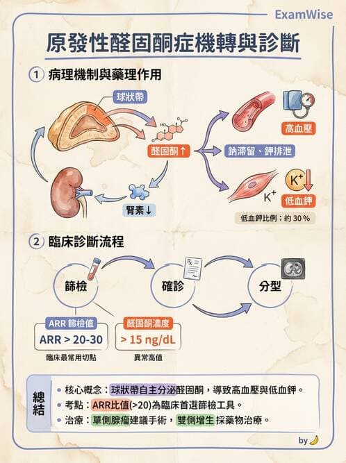 醫檢師 - 腎上腺與生殖內分泌 - AI 圖文解析預覽