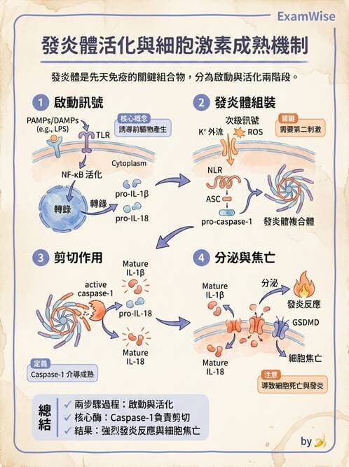 醫檢師 - 先天免疫與補體系統 - AI 圖文解析預覽
