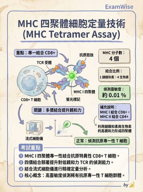 醫檢師 - T細胞發育與功能 - AI 圖文解析預覽
