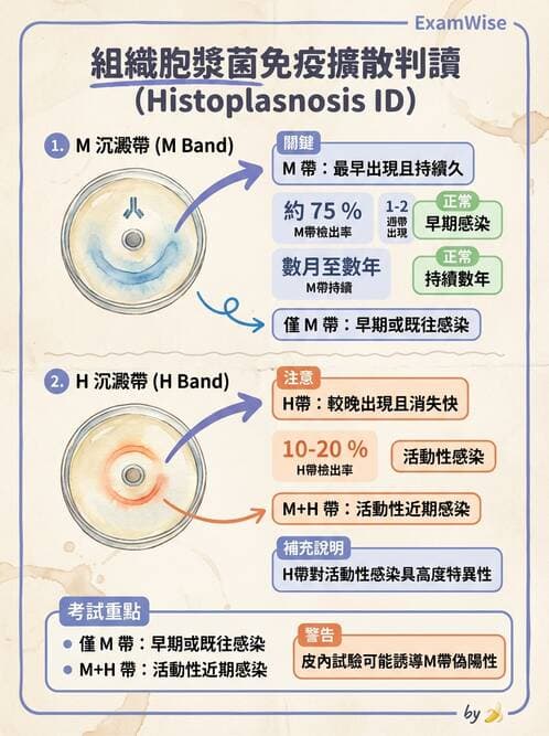 醫檢師 - 實驗室測試免疫法 - AI 圖文解析預覽